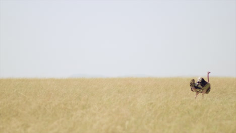 a male ostrich struts across the grassy plains of the serengeti