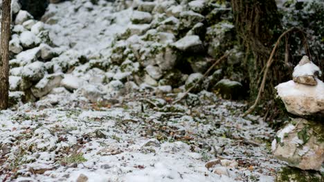 dog exploring and enjoying in winter forest