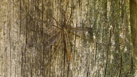 Crane-fly-closeup-macro-video-on-wood