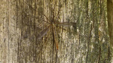 crane fly closeup macro video on wood