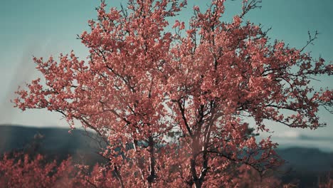 a dwarf birch tree covered in bright orange leaves standing in the strong wind