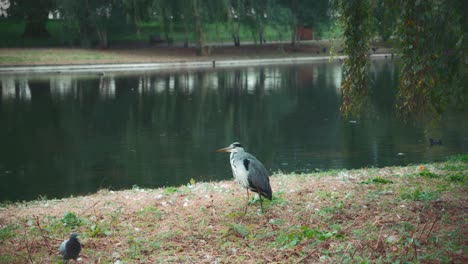 Wakeful-Garza-Gris-Ave-Zancuda-Siendo-Vigilante-En-El-Lago-De-Londres