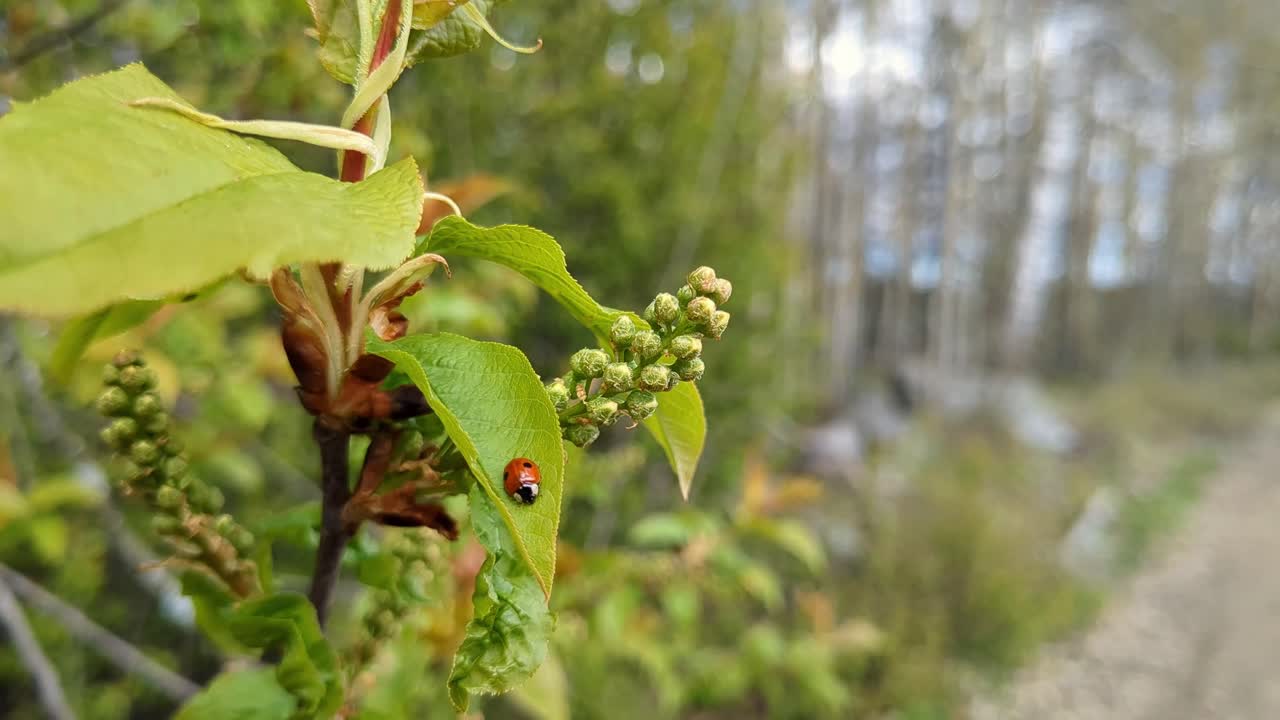 Ladybug on green leaf in nature early spring, nature spring detail
