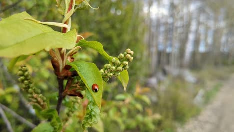 ladybug on green leaf in nature early spring, nature spring detail