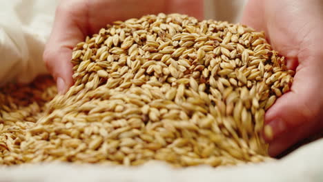 hands pouring barley grains