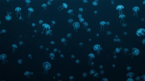 a mesmerizing ocean scene filled with ethereal jellyfish dancing gracefully in the deep blue waters, showcasing the beauty and mystique of marine life