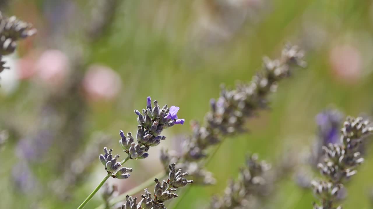 las flores de lavanda se balancean suavemente en el viento