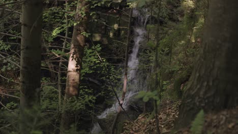 a waterfall hidden in a dense forest