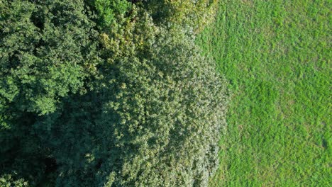 top down view of green trees and field in summer - drone shot