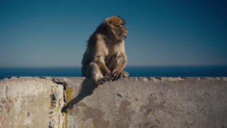 Gibraltar apes rest on the wall