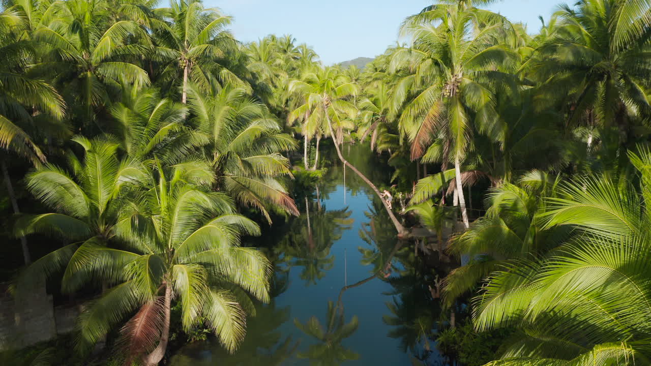 un hombre sube a una palmera doblada en el río maasin en la isla de siargao, filipinas