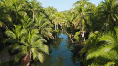 a man climbs in a bent palmtree in maasin river on siargao island, philippines