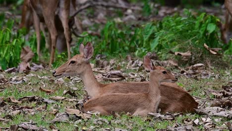 Der-Eldhirsch-Ist-Aufgrund-Von-Lebensraumverlust-Und-Jagd-Eine-Vom-Aussterben-Bedrohte-Art