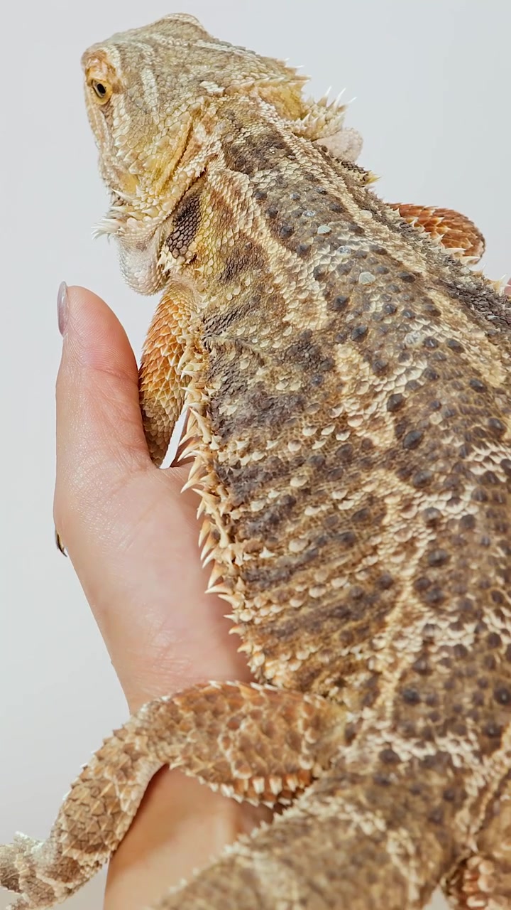 Una lucertola drago barbuto riposa tranquillamente nella mano di una persona su uno sfondo semplice e ben illuminato. La telecamera si avvicina lentamente, evidenziando le squame testurizzate del rettile.