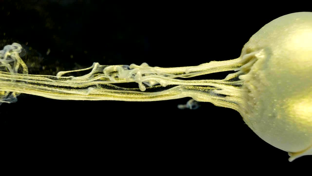 황금빛 빛나는 페인트가 천천히 공에서 흘러나옵니다.