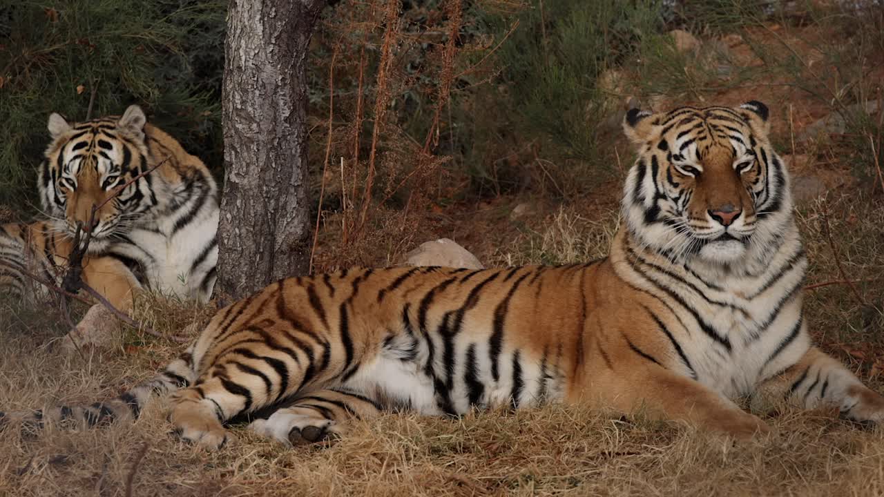 bengal tigers laying down relaxing together