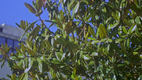magnolia leaves on the street corner
