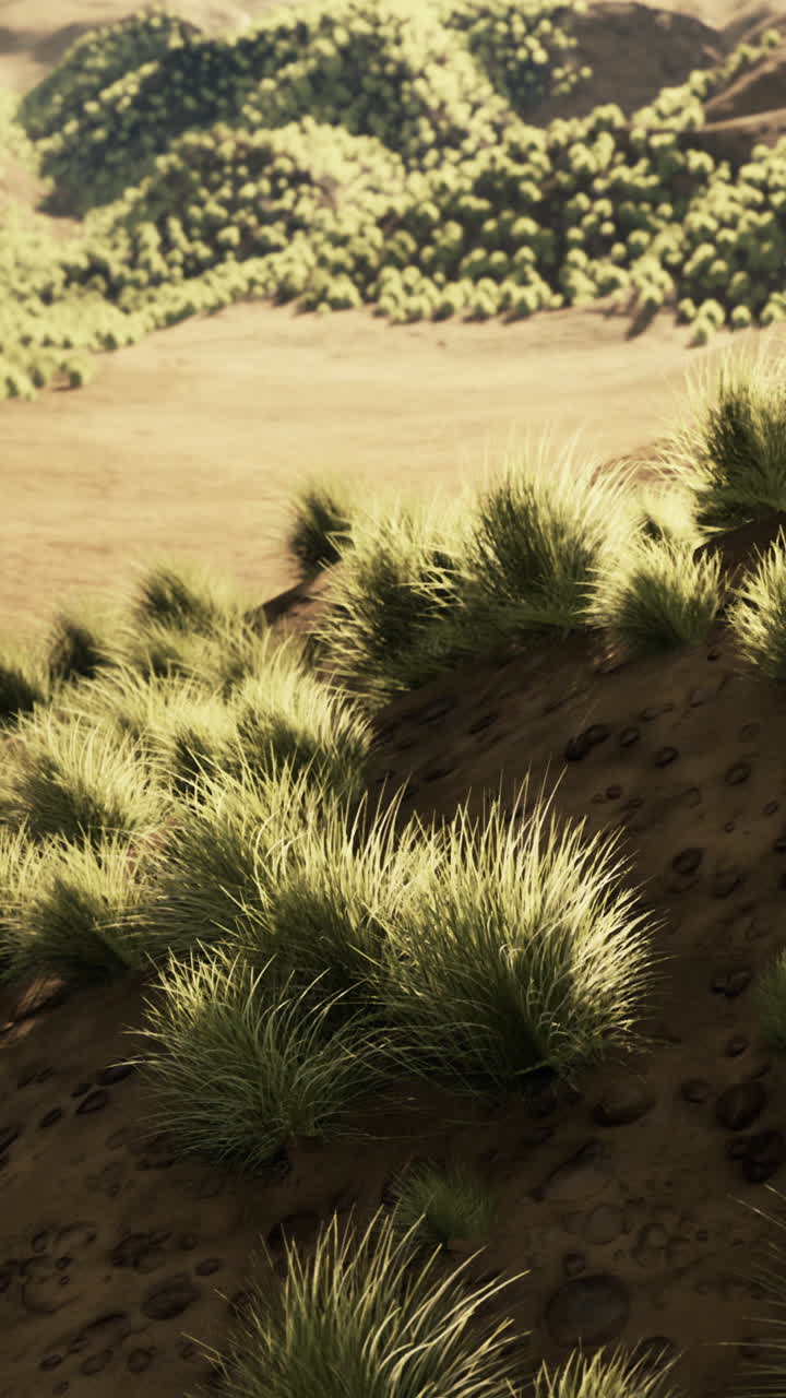 hierba verde en una colina de arena