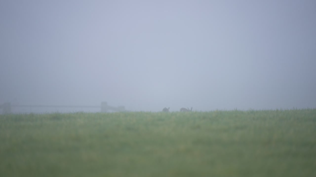 Resting European hare in misty field, ears raised in mild alertness