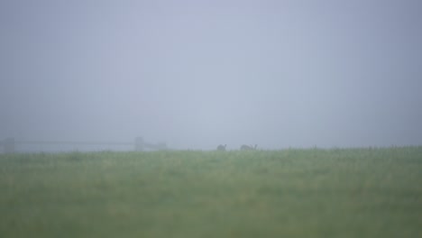 Resting European hare in misty field, ears raised in mild alertness
