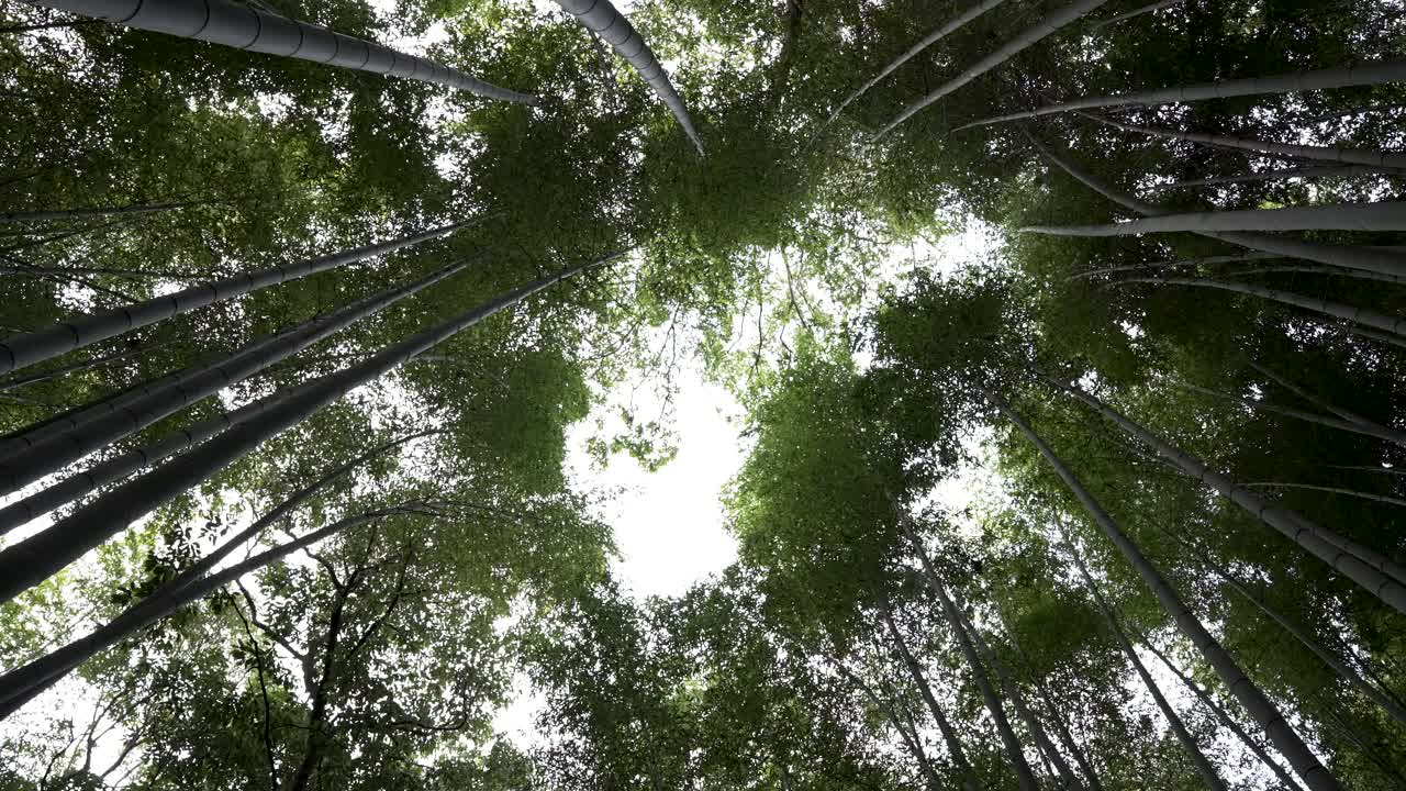 bosque de bambú japonés