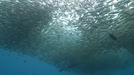 Gran-Nube-De-Peces-Selar-Boop-Amontonándose-Juntos-En-Una-Bahía-Poco-Profunda