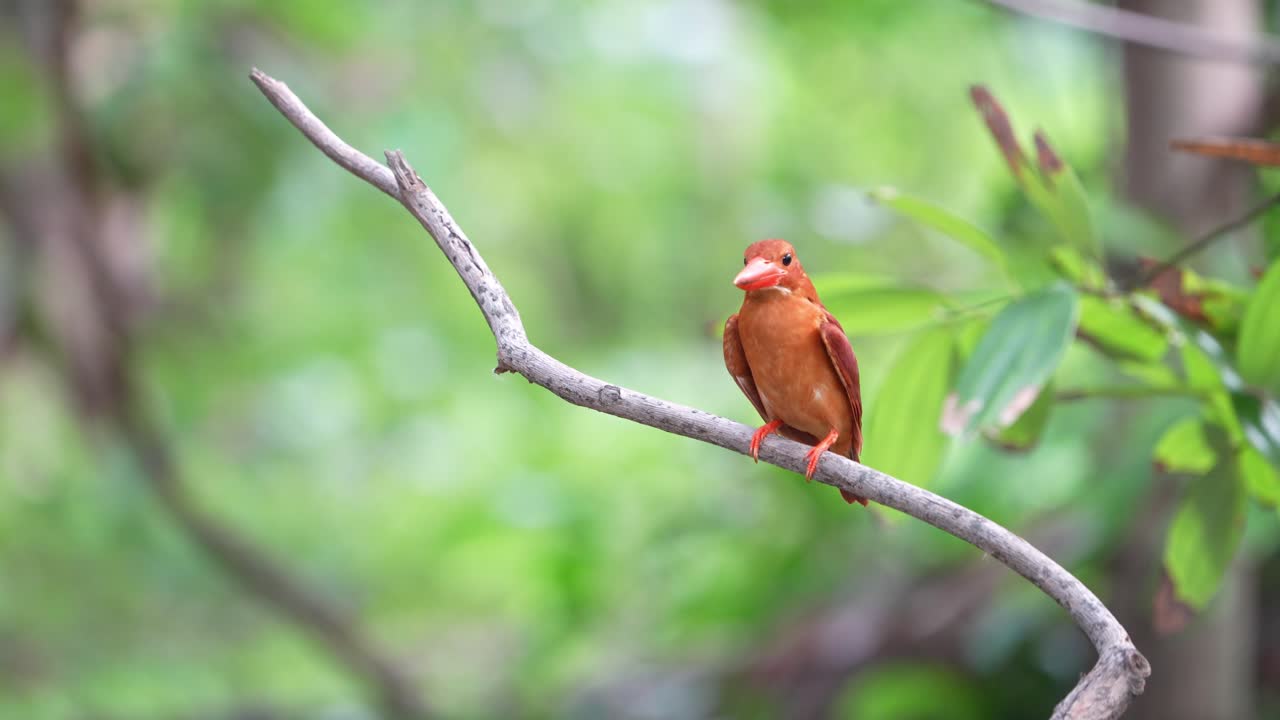perca martín pescador rubicunda con plumas de color rojo oscuro en el bosque verde bokeh de fondo