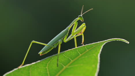 green praying mantis on a leaf