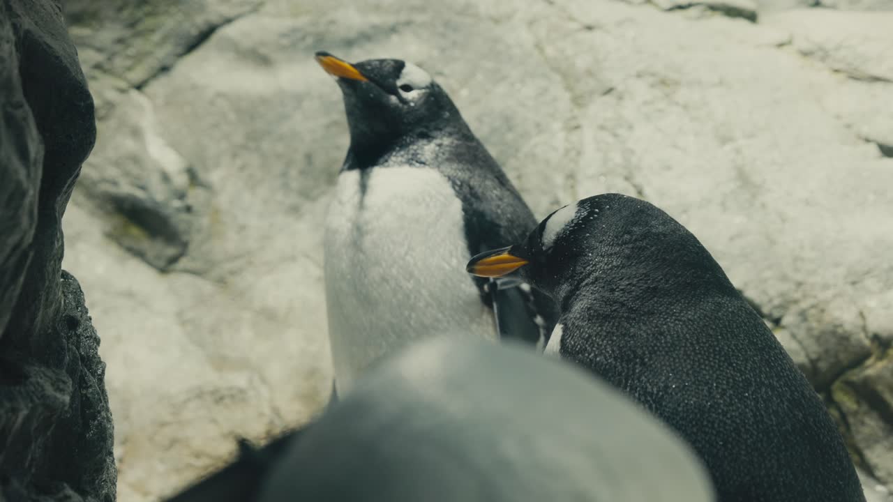pingüinos gentoo en el acuario de osaka kaiyukan, japón