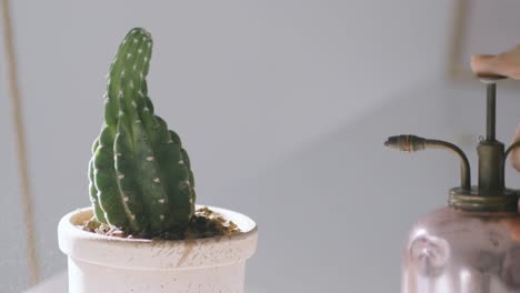 un pequeño cactus en una linda maceta de terracota se cuece al vapor.