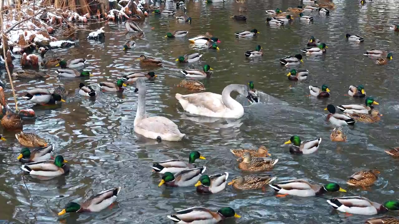 Großer Schwarm Stockenten und Schwäne auf dem Wasser. Draufsicht auf zahlreiche Enten und zwei junge Schwäne, die im Winter in einem Teich schwimmen.