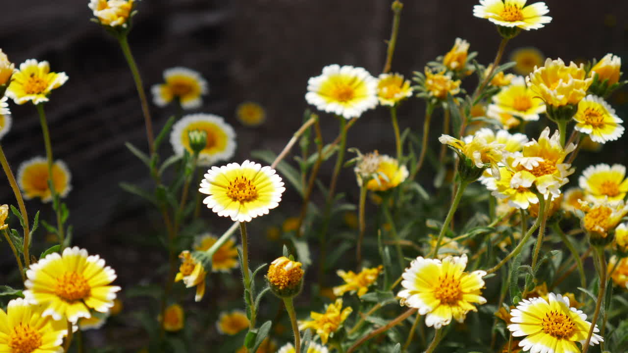 Due farfalle vanessa del cardo con ali colorate che volano e si nutrono di nettare mentre impollinano fiori selvatici gialli.