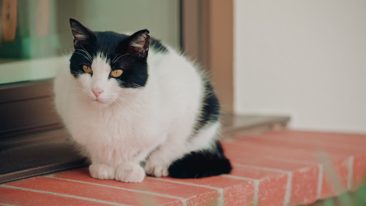 Un gatto seduto tranquillamente su una piccola piattaforma di mattoni, appoggiato a una porta di vetro, con un'aria rilassata e attenta