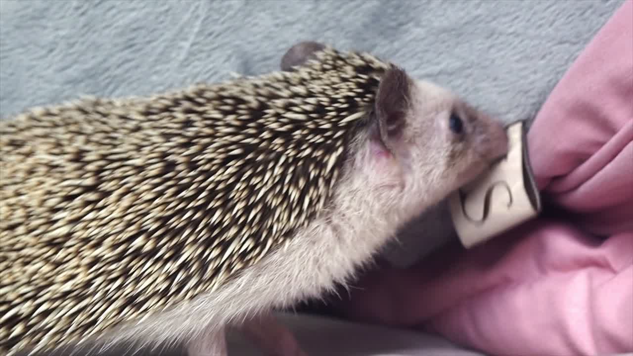 movimiento estilo de vida erizo mascota caminar en busca de zona oscura para esconderse de la luz. pequeño erizo tienen aguja de barbero en la espalda para proteger al enemigo. cerrar el cuerpo y la cara de la mascota erizo.