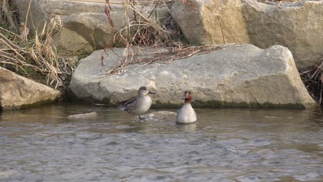 Hühner--Und-Erpelstockenten,-Die-In-Felsen-An-Der-Wasseroberfläche-Eines-Plätschernden-Flusses-Stehen