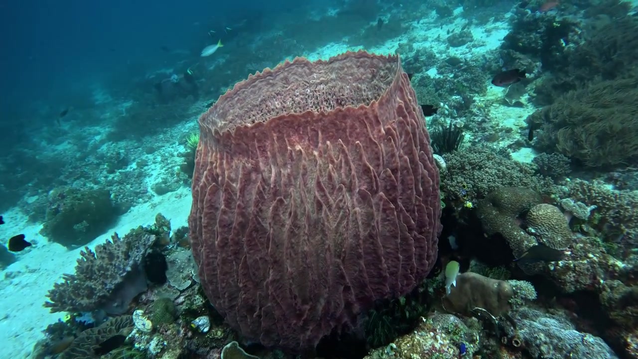 Spugna a botte gigante in una barriera corallina tropicale in Indonesia.