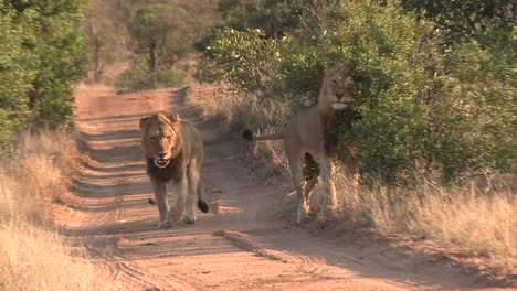 male lions walk together on a dirt road, one makes a scent mark on a bush