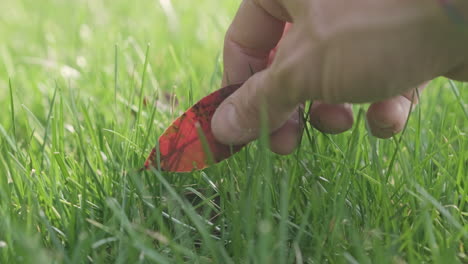 man's hand picking up a falling red photinia leaf on garden lawn during sunny day