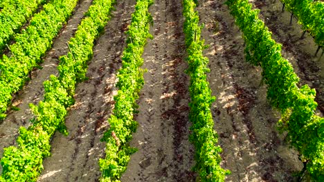 imágenes aéreas de drones de viñedos, hileras de campos de uva verde dorado en koilani, limassol, chipre-5