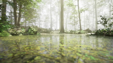 sunlight filters through a dense forest creating a serene atmosphere