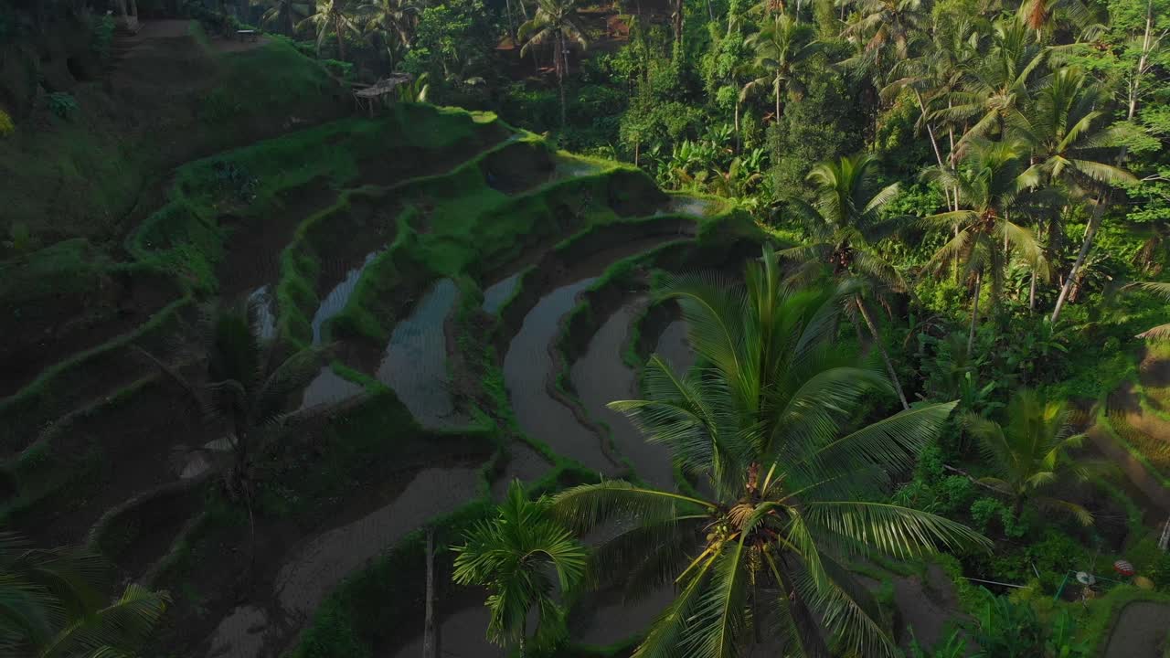 Terraços de arroz de Tegalalang em Ubud, Bali, Indonésia