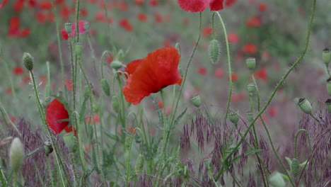 Close-up-of-a-poppy-at-a-poppy-field