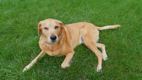 Close-up-of-beautiful-golden-retriever-sitting-and-resting-on-green-grass-in-a-park-at-daytime