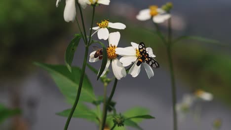 insects interacting with blooming white flowers