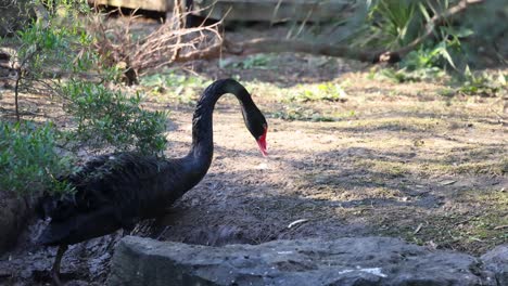 ein schwarzer schwan, der durch ein zoo-gebäude geht