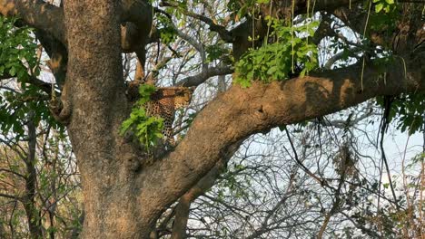 leopard in a tree looking for potential prey in south luangwa national park in zambia.