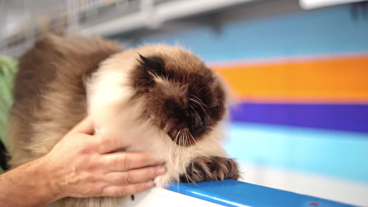 Fluffy Cat At Judging Competition
