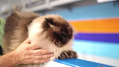 fluffy cat at judging competition