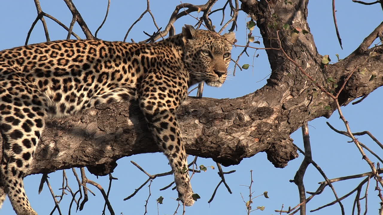 vista cercana del leopardo descansando en la rama de un árbol, inspeccionando los alrededores.