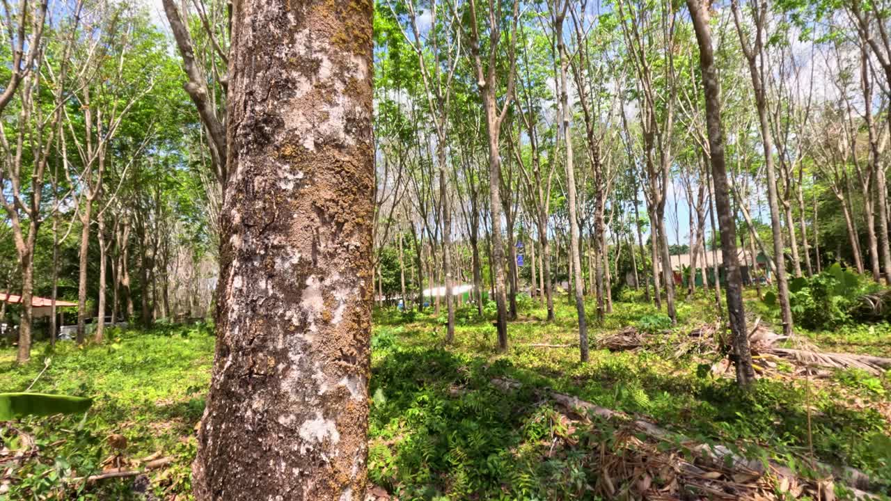 Camera slowly pans across rubber tree plantation, highlighting latex collection cups, lush greenery, and sunlight